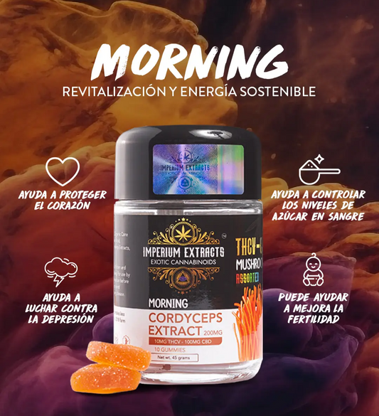 Morning - GOMITAS CORDYCEPS